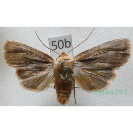 Conistra vaccinii (Linnaeus, 1761) Czech50b